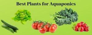 Best Plants For Aquaponics The Good The Bad And The Ugly