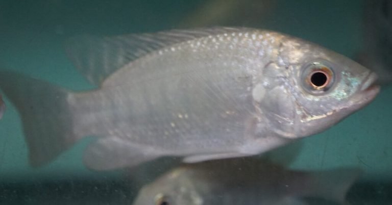 How to Raise Tilapia in Aquaponics Systems - HowtoAquaponic