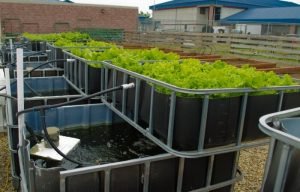 homemade aquaculture tanks