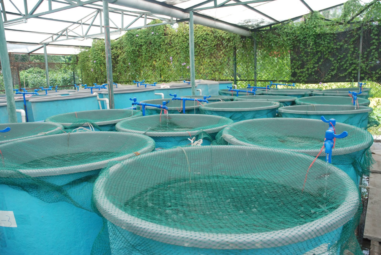 Best Aquaponics Fish To Plants Ratio HowtoAquaponic