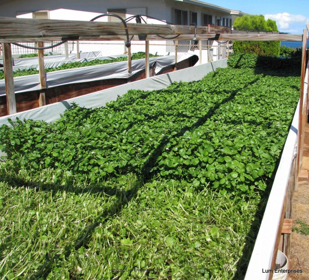 grow watercress in aquaponics - howtoaquaponic