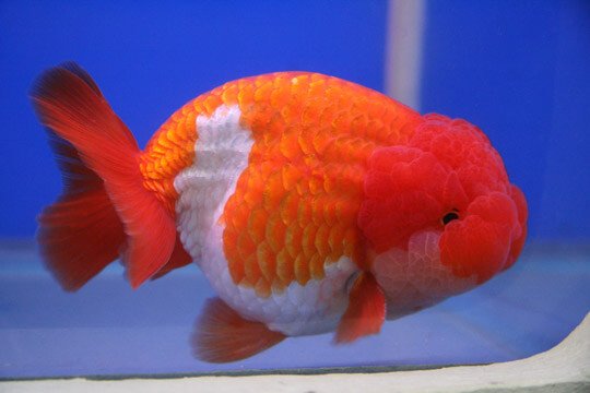 Goldfish Aquaponics: Perfect Cycle Fish - HowtoAquaponic