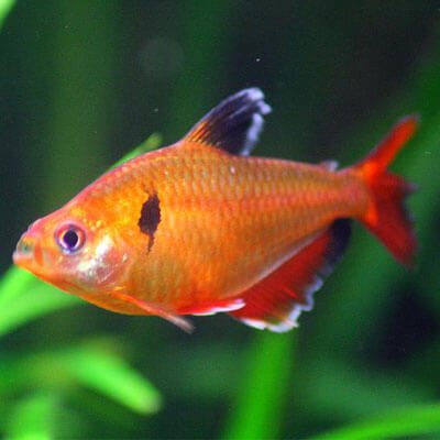 Tetra Fish for Aquaponics Systems - HowtoAquaponic