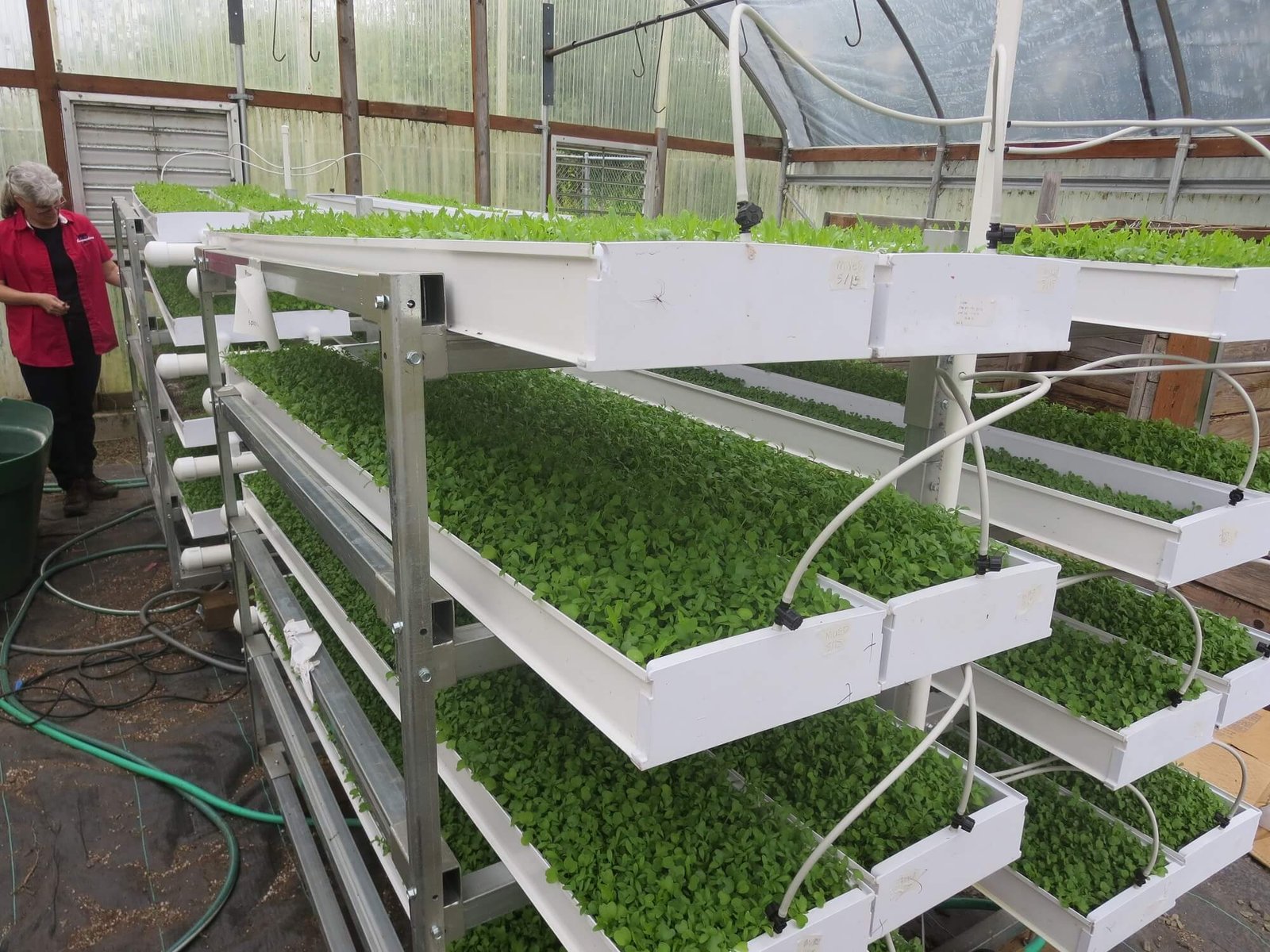 aquaponics-and-microgreens-a-good-mix-howtoaquaponic