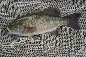 Bass Aquaponics - Could it be the Right Fish for you? - HowtoAquaponic