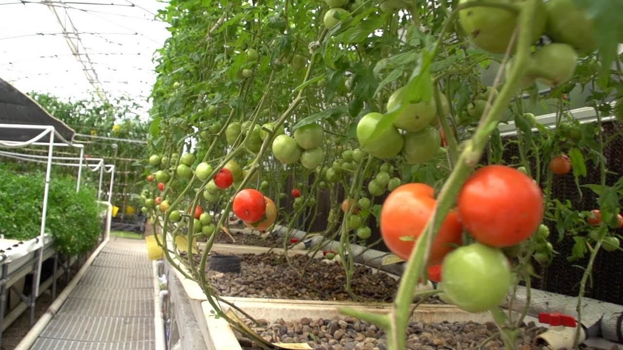 How to Grow Tomatoes in Aquaponics - HowtoAquaponic