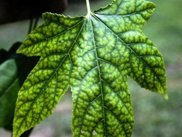 spotting-and-curing-iron-deficiency-in-aquaponics-howtoaquaponic